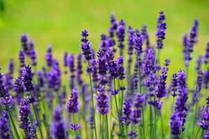 lavanda flor